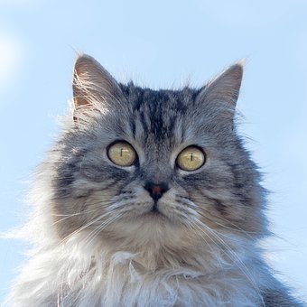 Picture of a cat