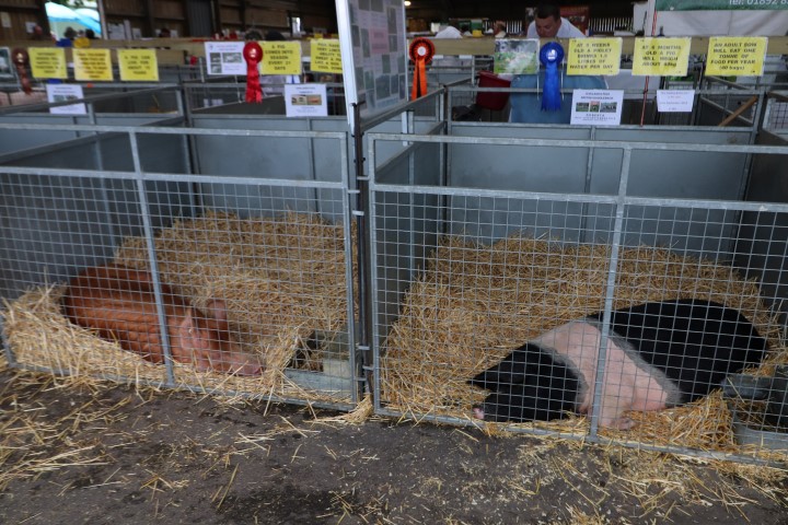 South of England Show 9